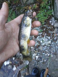Brown Trout