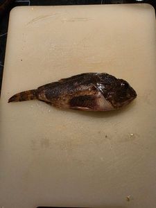 Brown Scorpionfish