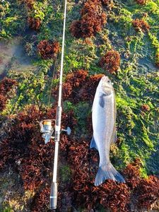 European Bass (Seabass)