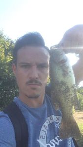 Largemouth Bass