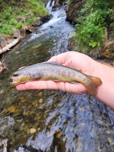 Brown Trout