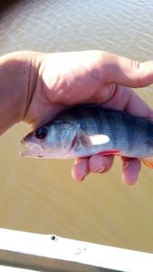 Largemouth Bass