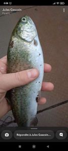 Rainbow Trout