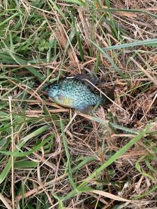 Green Sunfish