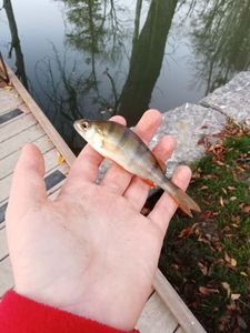European Perch