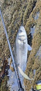 European Bass (Seabass)