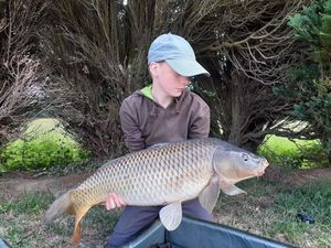 Common Carp