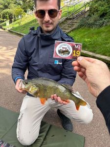 European Perch