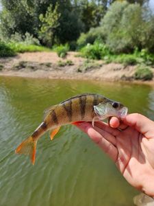 European Perch