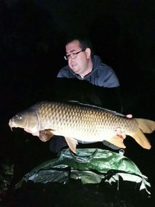 Common Carp