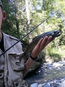 Brown Trout