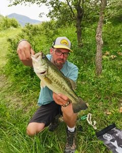 Largemouth Bass