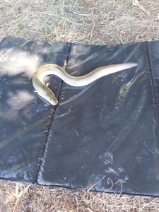 European Eel (Common Eel)