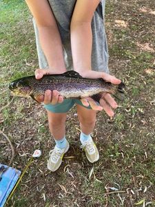 Rainbow Trout