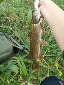 Northern Pike caught by Malo Parrotte