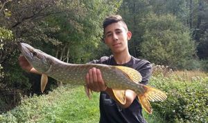 Northern Pike
