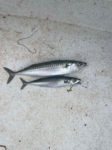 Mackerel