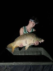 Mirror Carp