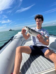 European Bass (Seabass)