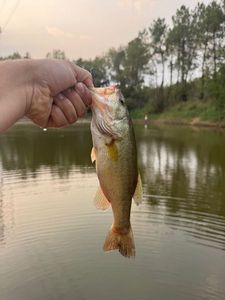 Largemouth Bass
