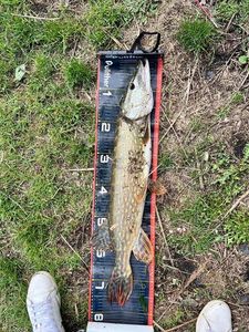 Northern Pike