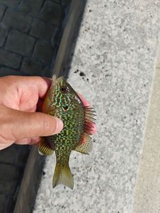 Green Sunfish