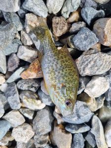 Green Sunfish