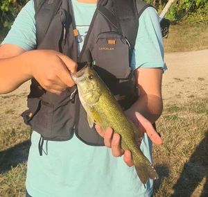 Largemouth Bass