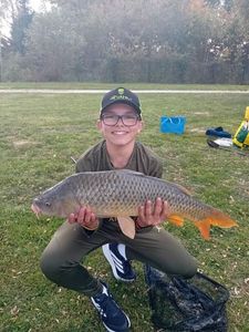 Common Carp