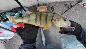 European Perch