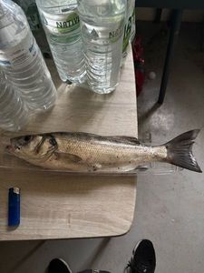 European Bass (Seabass)