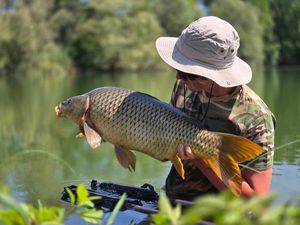 Common Carp