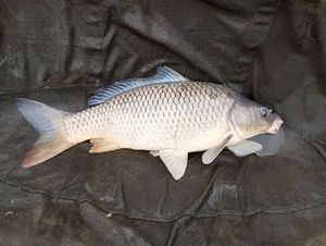 Common Carp