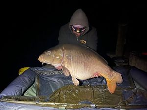 Mirror Carp