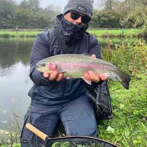 Rainbow Trout