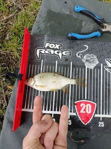 Crucian Carp