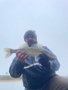 Zander