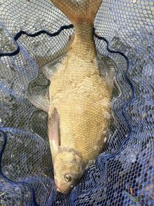 Common Bream