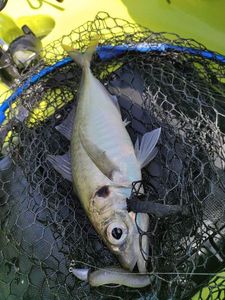 Greenback Horse Mackerel