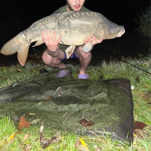 Mirror Carp