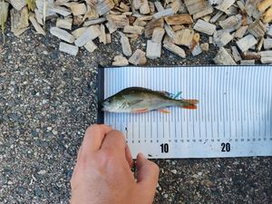European Perch