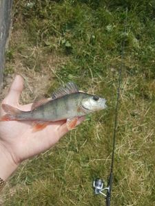 European Perch