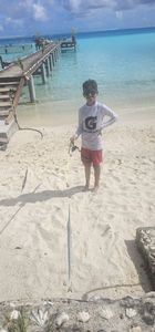 Garfish
