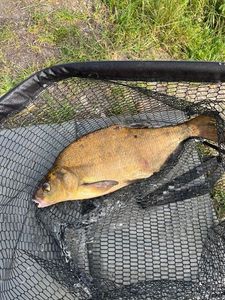 Common Bream