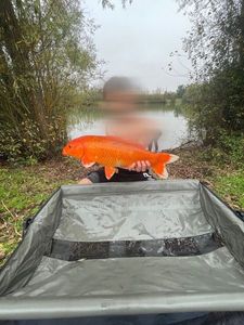 Koï Fish