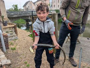 European Eel (Common Eel)
