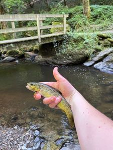 Brown Trout