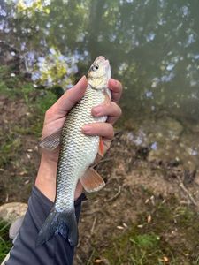 Chub