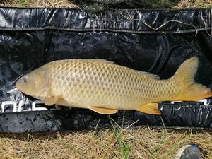 Common Carp