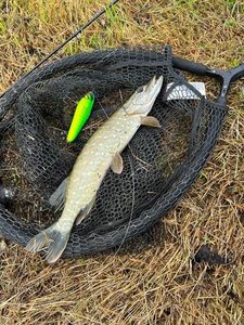 Northern Pike